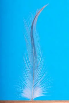 Feather Stock Photos