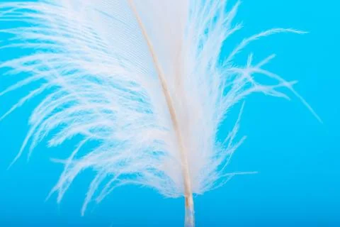 Feather Stock Photos