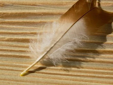 Feather Stock Photos