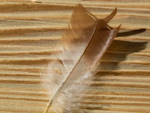 Feather Stock Photos