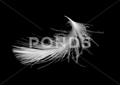 Feather Stock Photos