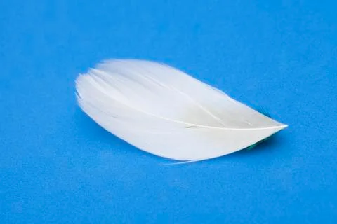 Feather Stock Photos