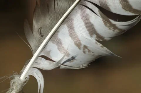 Feather Stock Photos