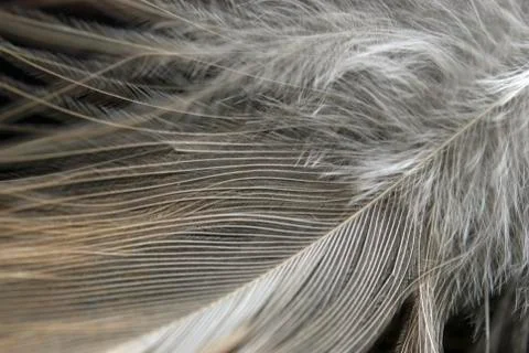 Feather Stock Photos