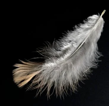 Feather Stock Photos