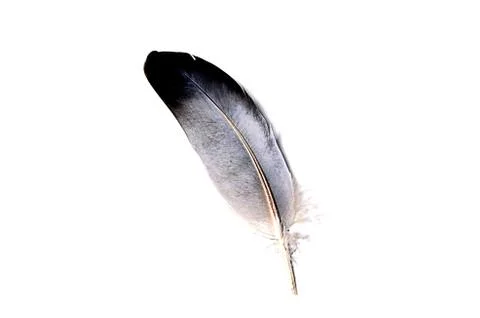 Feather Stock Photos