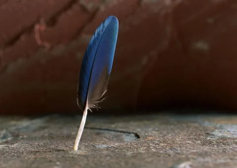 Feather Stock Photos