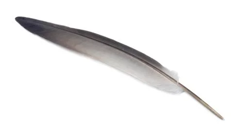 Feather Stock Photos