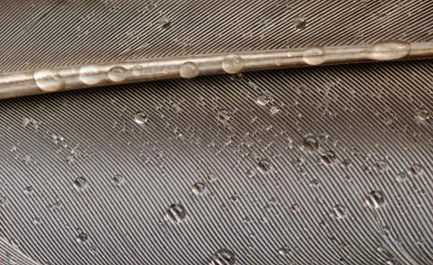 Feather Stock Photos