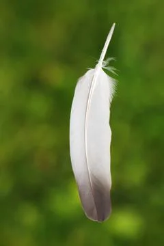 Feather Stock Photos