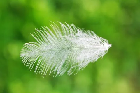 Feather Stock Photos