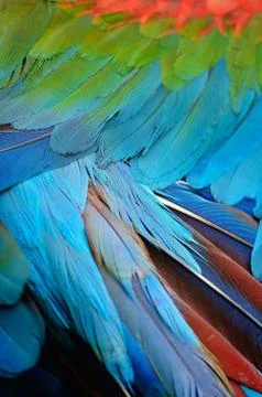 Feather Stock Photos