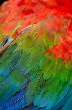 Feather Stock Photos