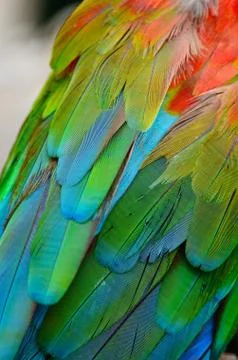 Feather Stock Photos