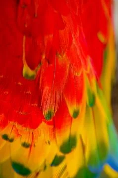 Feather Stock Photos
