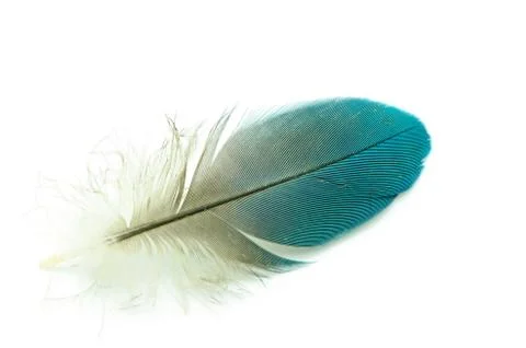 Feather Stock Photos