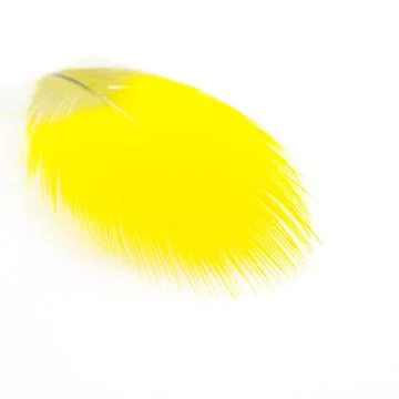 Feather Stock Photos