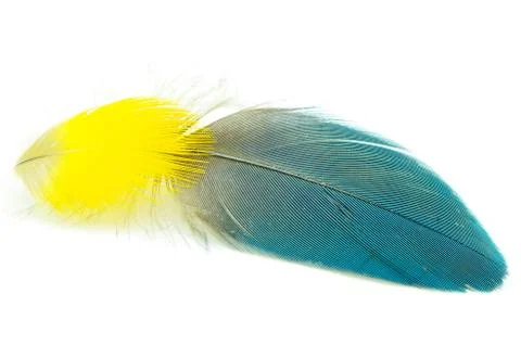 Feather Foto stock