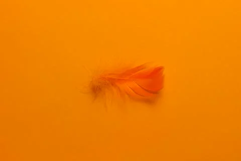 Feather Stock Photos