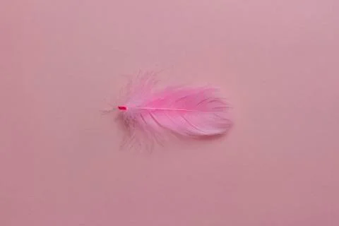 Feather Stock Photos