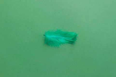 Feather Stock Photos