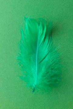 Feather Stock Photos