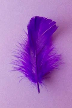 Feather Stock Photos