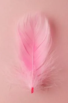 Feather Stock Photos