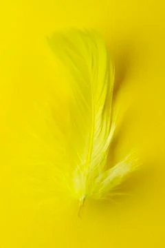 Feather Stock Photos