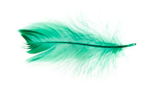 Feather Stock Photos