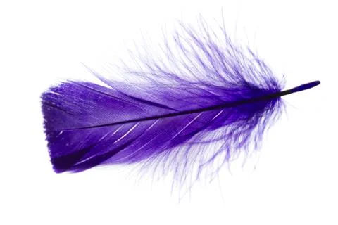 Feather Stock Photos