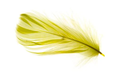 Feather Stock Photos