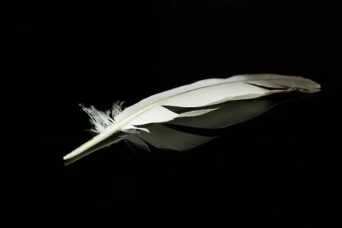 Feather Stock Photos