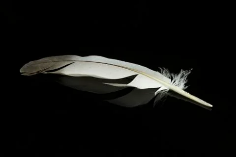 Feather Stock Photos