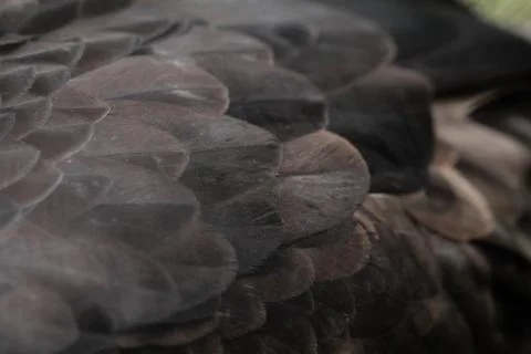 Feather Stock Photos