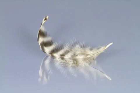 Feather Stock Photos
