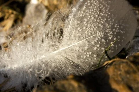 Feather Stock Photos
