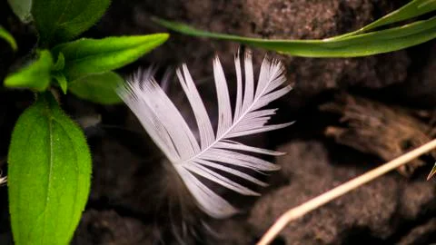 Feather Stock Photos
