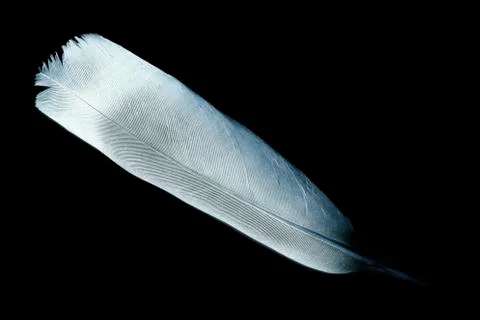 Feather Фото
