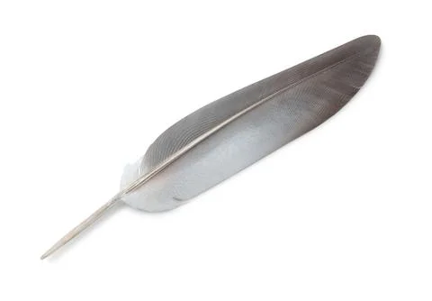 Feather Stock Photos