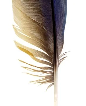Feather Stock Photos