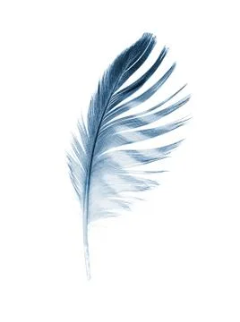 Feather Stock Photos
