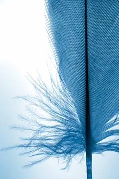 Feather Stock Photos