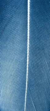 Feather Foto stock