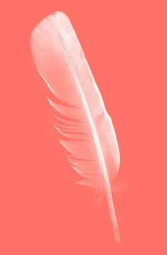 Feather Stock Photos