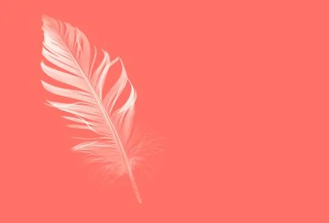 Feather Stock Photos