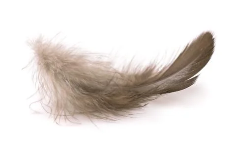 Feather Stock Photos