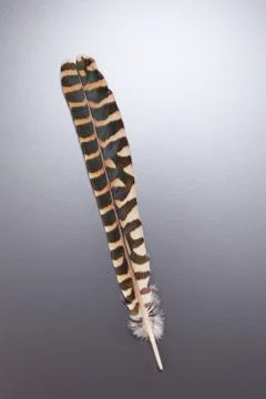 Feather Stock Photos