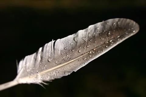 Feather Stock Photos