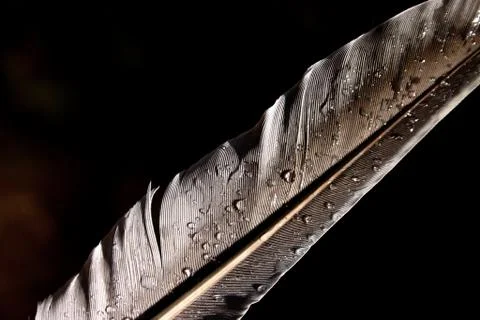 Feather Stock Photos